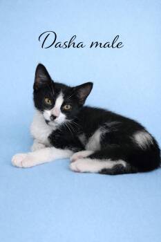 Domestic Short Hair Cats Available for Adoption - Kittens Available For Adoption (PetSmart Northwest Reno-Mae Anne | PetCurious