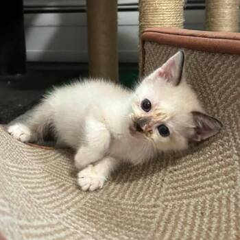 Ningen -  Domestic Short Hair and Siamese Cat for Adoption in Harrisonburg, Virginia - Ningen | PetCurious