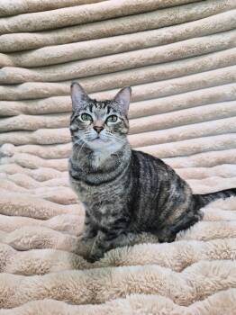 Nautya -  Domestic Short Hair Cat for Adoption in Cleveland, Texas - Nautya | PetCurious