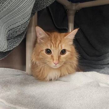 Domestic Short Hair Cats Available for Adoption - A567144 | PetCurious