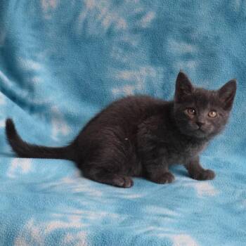 Domestic Short Hair Cats Available for Adoption in Eureka, California - Jewels | PetCurious