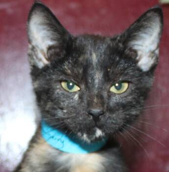 Rescue Domestic Short Hair Cats for Adoption in Huron, South Dakota - Cranberry | PetCurious