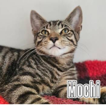Rescue Domestic Short Hair Cats for Adoption - Mochi & Wonton – Playful, Loving Duo | PetCurious