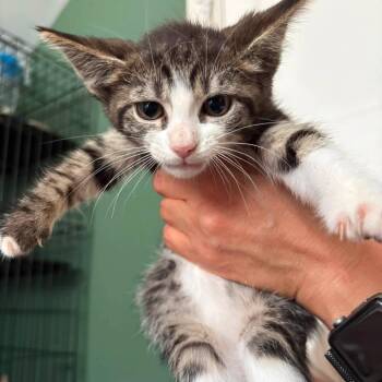 Lobster -  Domestic Short Hair Cat for Adoption in Johnstown, Pennsylvania - Lobster | PetCurious