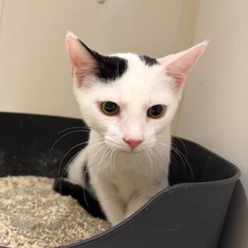 Rocky (C000-204)- City of Industry Location -  Domestic Short Hair Cat for Adoption in Chino Hills, California - Rocky (C000-204)- City Of Industry Location | PetCurious