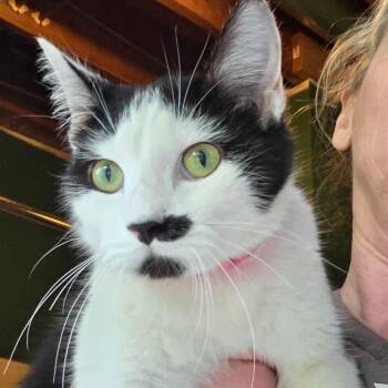Domestic Short Hair Cats Available for Adoption in Hanna City, Illinois - Crown | PetCurious