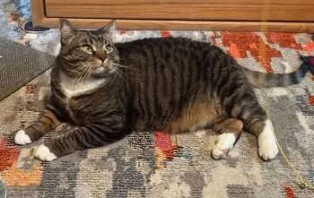 Bonnie -  Tabby Cat for Adoption in Anchorage, Alaska - Bonnie | PetCurious