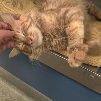 Domestic Long Hair Cats Available for Adoption - Waffles | PetCurious