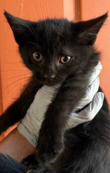 Domestic Short Hair Cats Available for Adoption in Huntington Beach, California - Meg | PetCurious