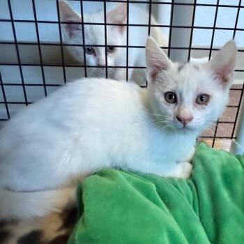 Cloud is at Petsmart GJ -  Domestic Short Hair Cat for Adoption in Cedaredge, Colorado - Cloud Is At Petsmart GJ | PetCurious