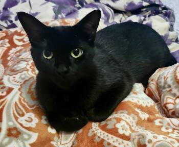 Pilates -  Domestic Short Hair Cat for Adoption in Hamilton, Ontario - Pilates | PetCurious