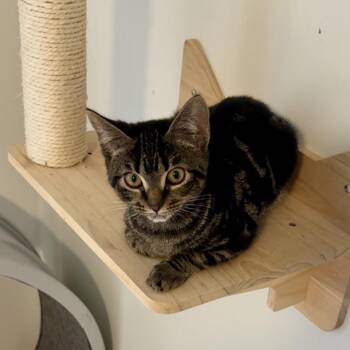Rasher -  Domestic Short Hair Cat for Adoption in Richmond, Virginia - Rasher | PetCurious