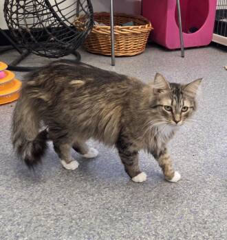 Domestic Long Hair Cats Available for Adoption - Penny | PetCurious