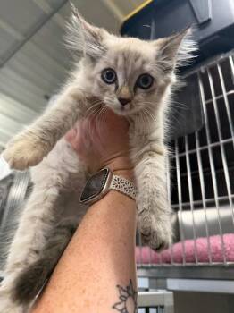 Flame -  Domestic Long Hair Cat for Adoption in Greensburg, Indiana - Flame | PetCurious