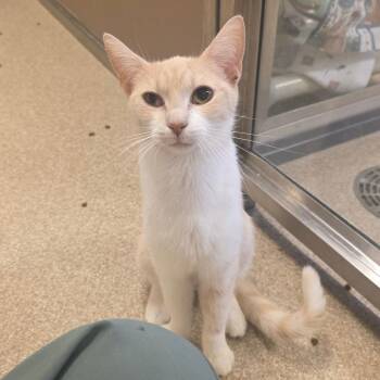 Elastigirl -  Domestic Short Hair Cat for Adoption in Bristol, Indiana - Elastigirl | PetCurious