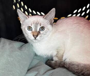 Opal -  Siamese Cat for Adoption in Burnaby, British Columbia - Opal | PetCurious
