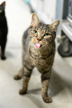 Rescue Domestic Short Hair Cats for Adoption in Dayton, Ohio - Matt Dillon | PetCurious