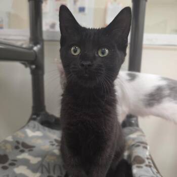 Tess -  Domestic Short Hair Cat for Adoption in Oshkosh, Wisconsin - Tess | PetCurious