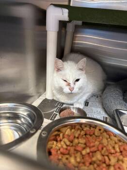 26-0558 "Pearl" -  Domestic Short Hair Cat for Adoption in Leavenworth, Kansas - 26-0558 "Pearl" | PetCurious