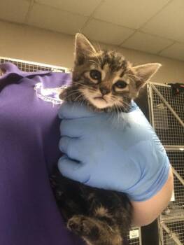 COSMO -  Domestic Short Hair Cat for Adoption in Conroe, Texas - COSMO | PetCurious