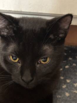 Rescue Domestic Short Hair Cats for Adoption in Lyndhurst, Ohio - Rolo | PetCurious