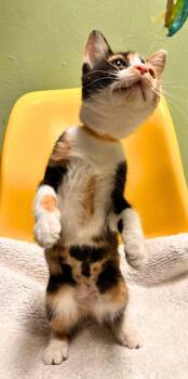 Duchess Side-Eye -  Domestic Short Hair Cat for Adoption - Duchess Side-Eye | PetCurious