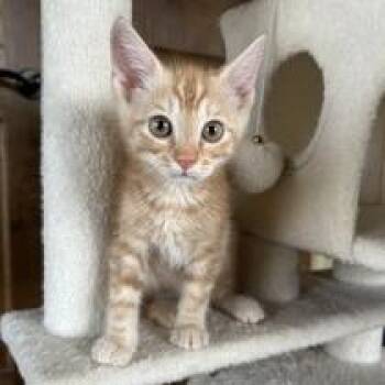Nacho -  Domestic Short Hair Cat for Adoption in Prescott, Arizona - Nacho | PetCurious