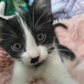 Apple (Sissy_kit2) -  Domestic Short Hair Cat for Adoption in Edwardsville, Illinois - Apple (Sissy_kit2) | PetCurious