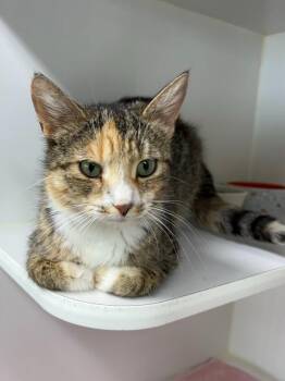 Minnie -  Domestic Short Hair Cat Available for Adoption in Rochester, Indiana - Minnie | PetCurious