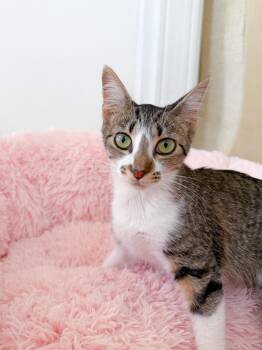 Tabby Cats Available for Adoption in New Orleans, Louisiana - Crumble | PetCurious