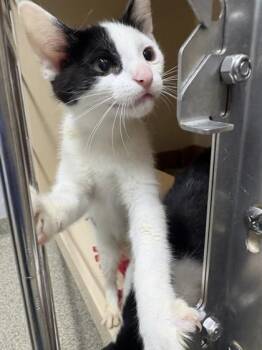 Row -  Domestic Short Hair Cat for Adoption in Pequot Lakes, Minnesota - Row | PetCurious