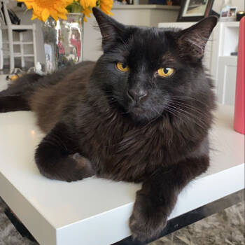 Rescue Domestic Long Hair Cats for Adoption in Las Vegas, Nevada - Vader | PetCurious