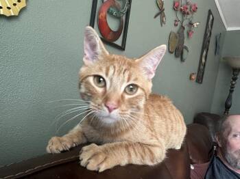 Domestic Short Hair Cats Available for Adoption - Crush - Lil Petey | PetCurious