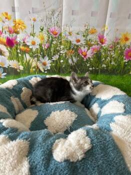 Domestic Medium Hair Cats Available for Adoption in Newberg, Oregon - Mantis | PetCurious