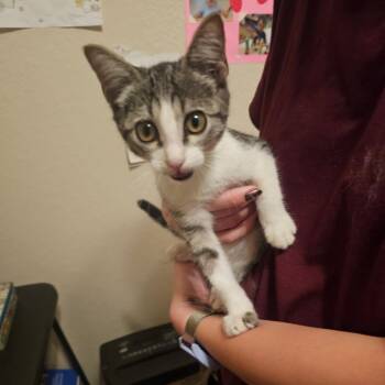 Oreo -  Domestic Short Hair Cat for Adoption in San Antonio, Texas - Oreo | PetCurious