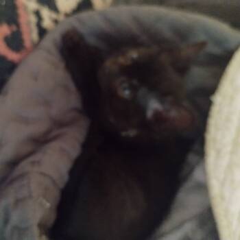 Rescue American Shorthair Cats for Adoption in Mocksville, North Carolina - Boomer | PetCurious