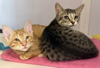 Domestic Short Hair Cats Available for Adoption in Alexandria, Virginia - Cupid & Libby (St Thomas)(kittens) | PetCurious