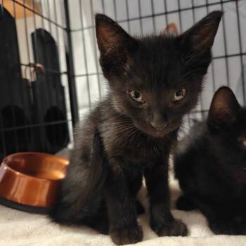 American Shorthair and Russian Blue Cats Available for Adoption in New Orleans, Louisiana - Phobos | PetCurious