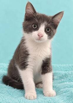 Nell -  Domestic Short Hair Cat for Adoption in Columbia, Tennessee - Nell | PetCurious