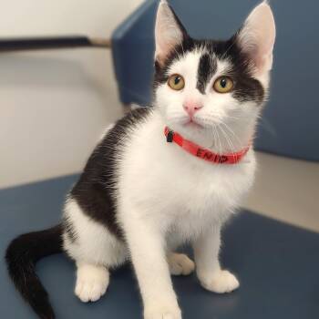 Rescue Domestic Short Hair Cats for Adoption in Belmont, New York - Enid | PetCurious