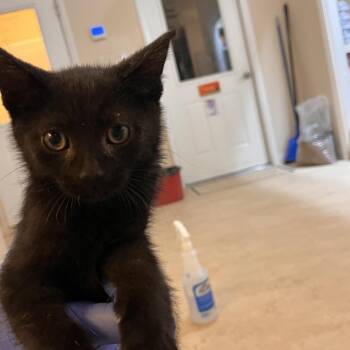 Chick Hicks -  Domestic Short Hair Cat for Adoption in Kanab, Utah - Chick Hicks | PetCurious