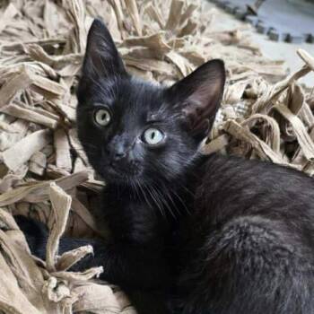 Rescue Domestic Short Hair Cats for Adoption in Lyle, Minnesota - Guava | PetCurious