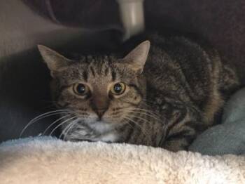 Epidote -  Domestic Short Hair Cat for Adoption in Westland, Michigan - Epidote | PetCurious