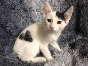 Rescue Domestic Short Hair and Tabby Cats for Adoption in Columbus, Minnesota - Mark | PetCurious