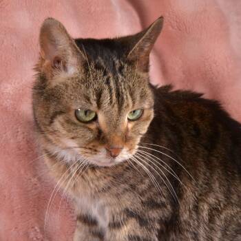 Pepper -  Domestic Short Hair Cat for Adoption in Traverse City, Michigan - Pepper | PetCurious