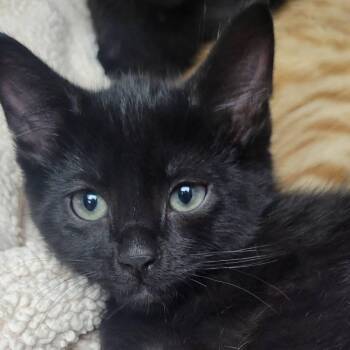 Ben -  Domestic Short Hair Cat for Adoption in Milan, Illinois - Ben | PetCurious