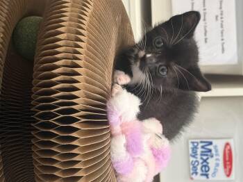 Breeze -  Domestic Short Hair Cat for Adoption in Nocatee, Florida - Breeze | PetCurious
