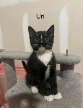 Bodhi -  Domestic Short Hair Cat for Adoption in Darien, Georgia - Bodhi | PetCurious