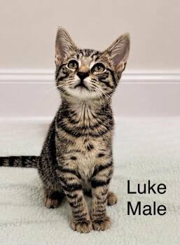 Tabby Cats Available for Adoption in Oakley, California - Luke | PetCurious