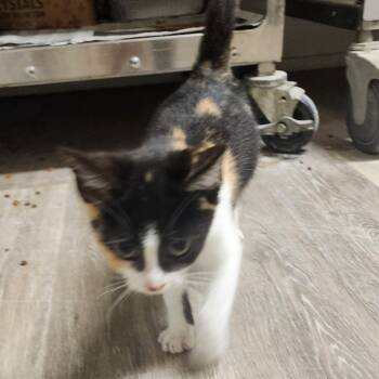 Rescue Siamese Cats for Adoption in Evensville, Tennessee - Allie | PetCurious